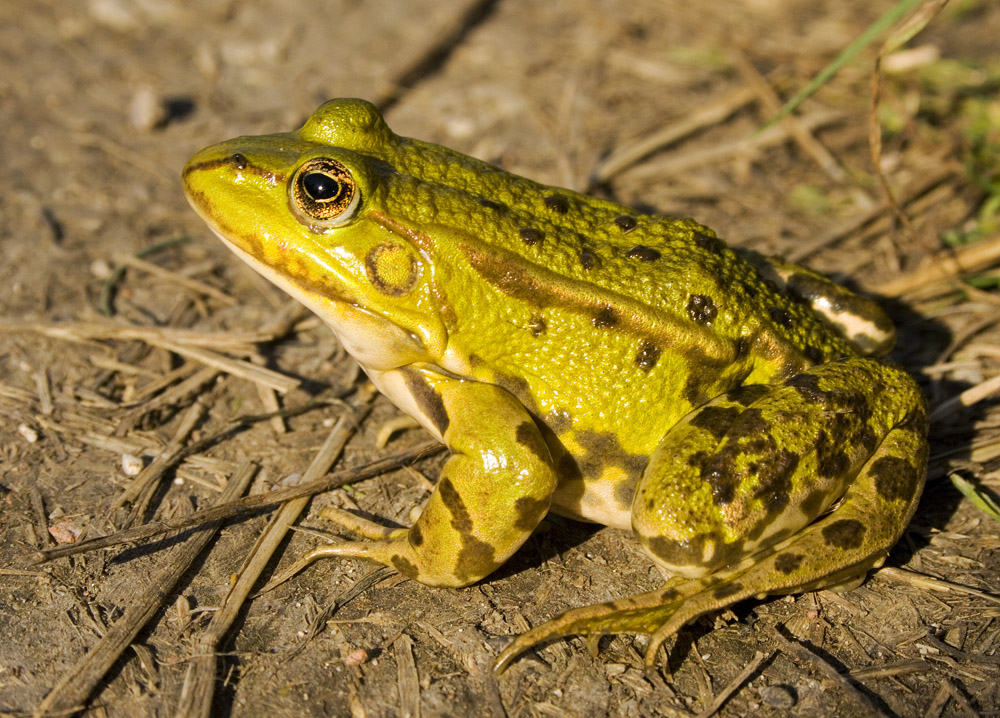 Kermit der Frosch