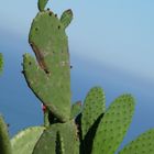 Kermit der Kaktus