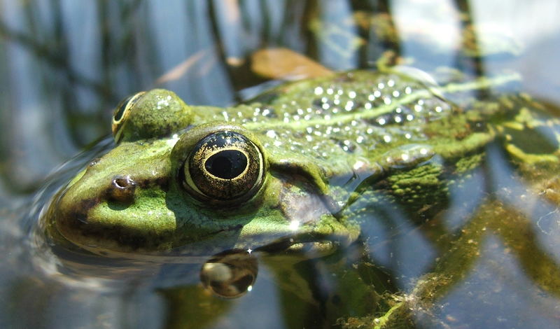 Kermit II
