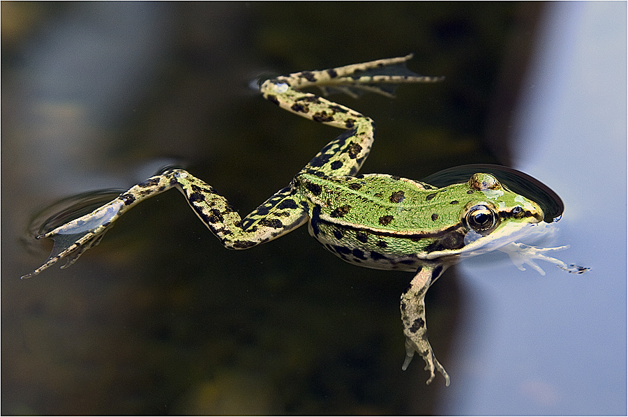 Kermit in Heinsberg