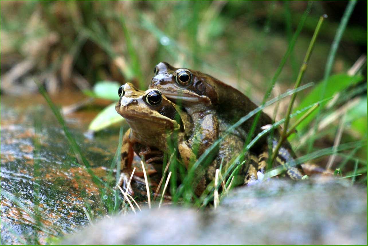 Kermit in love