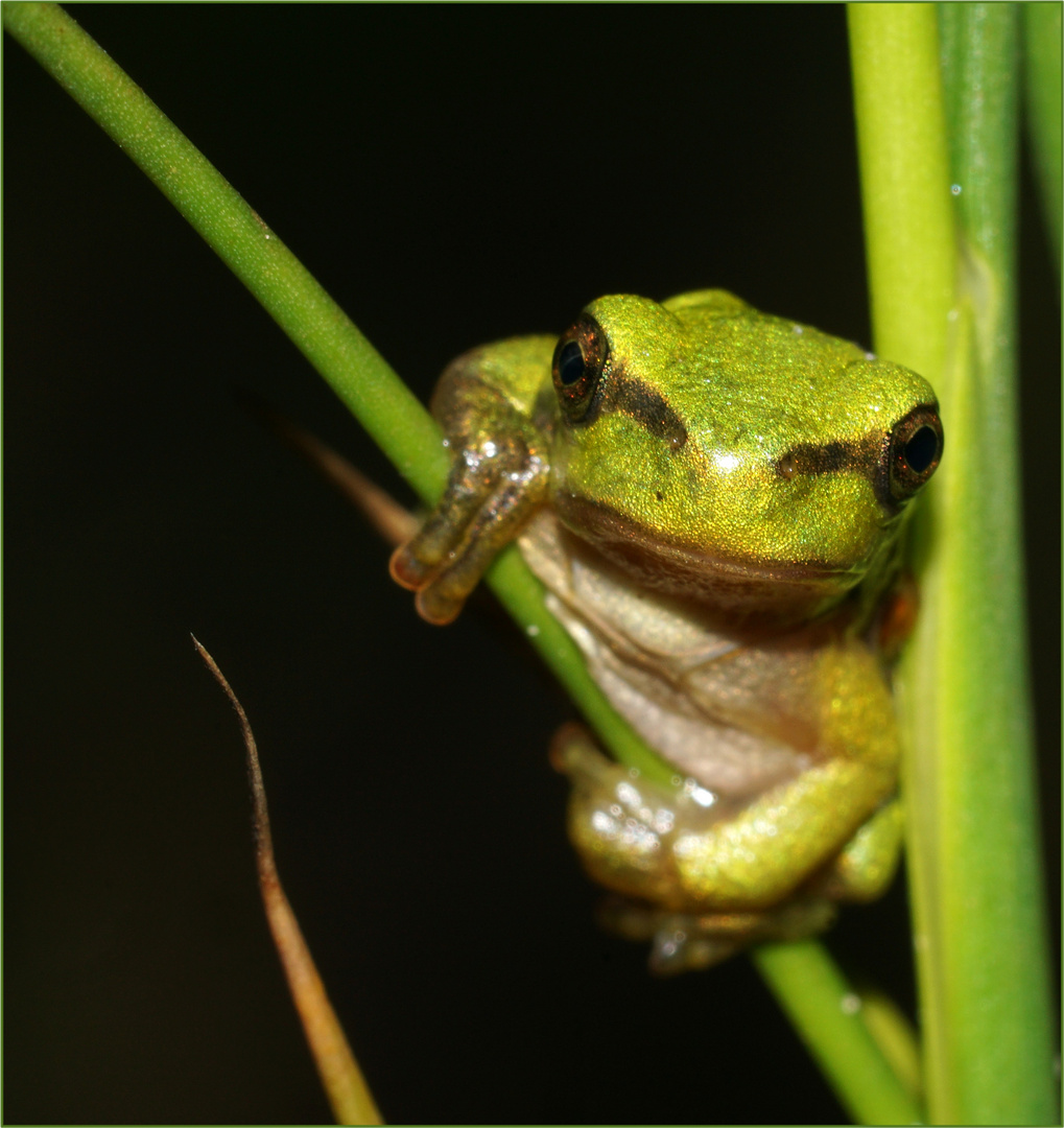 KERMIT, klein aber fein :-)