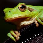 Kermit, the Frog