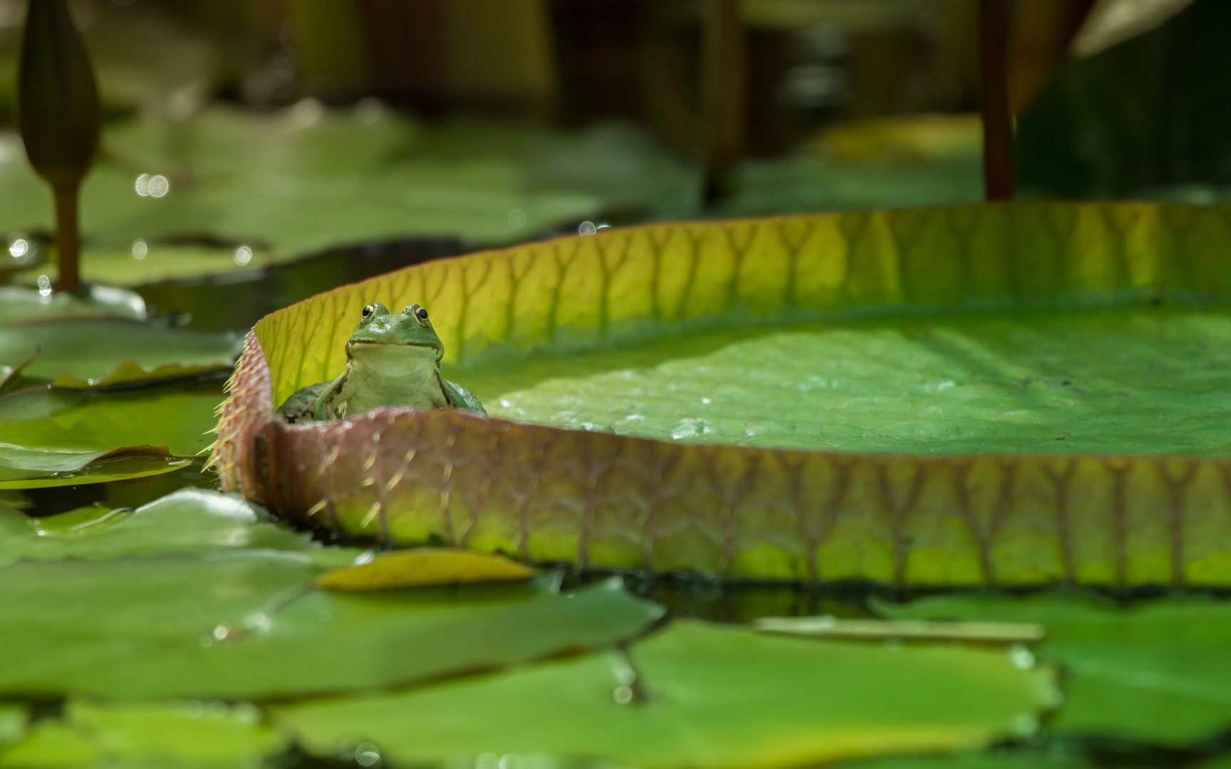 Kermits bester Platz im See