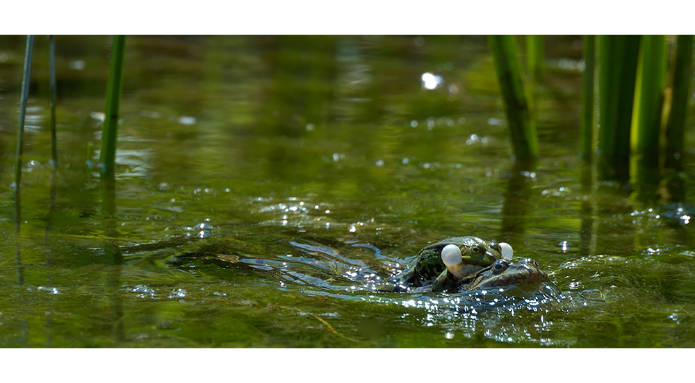 Kermit´s Speedboat...