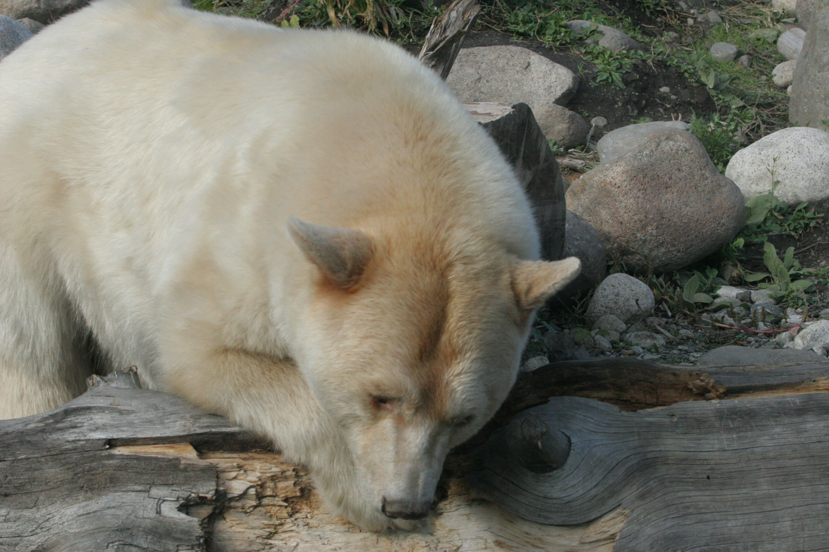 Kermode Bear