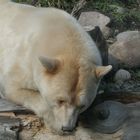 Kermode Bear