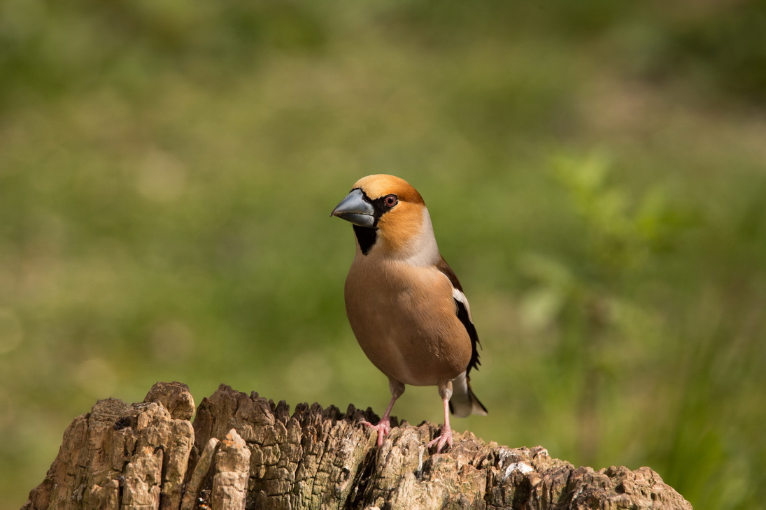 Kernbeiser (Coccothraustes coccothraustes)