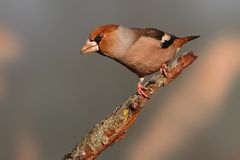 Kernbeisser