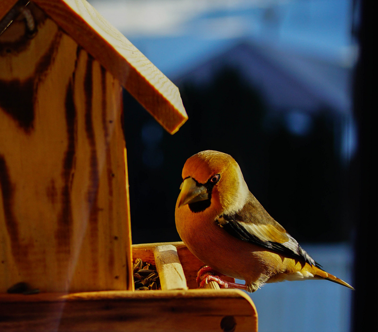 Kernbeißer am Vogelhäuschen