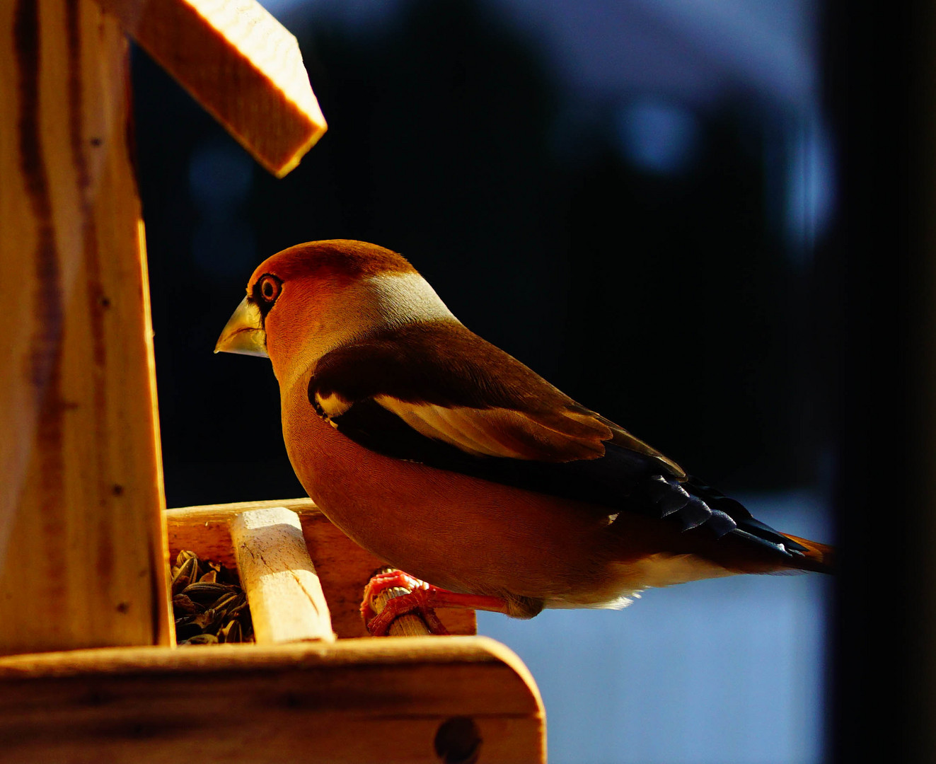 Kernbeißer am Vogelhäuschen erwischt :)