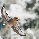 Kernbeisser beim Abflug    2803