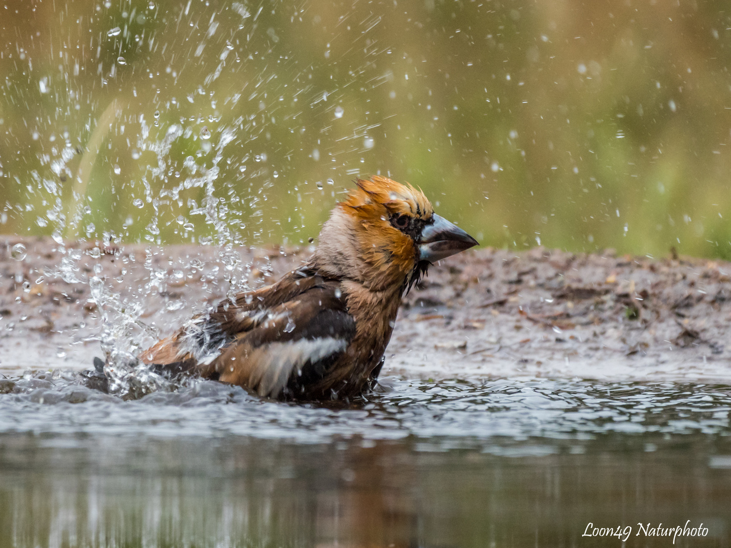 Kernbeisser beim Baden