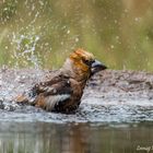 Kernbeisser beim Baden