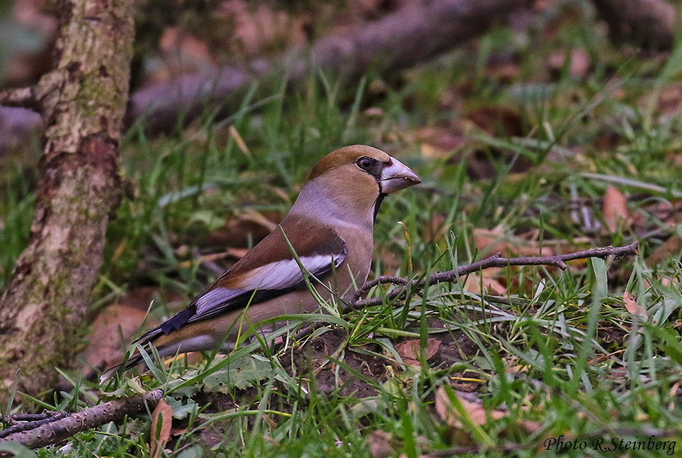 Kernbeisser (C. coccothraustes)