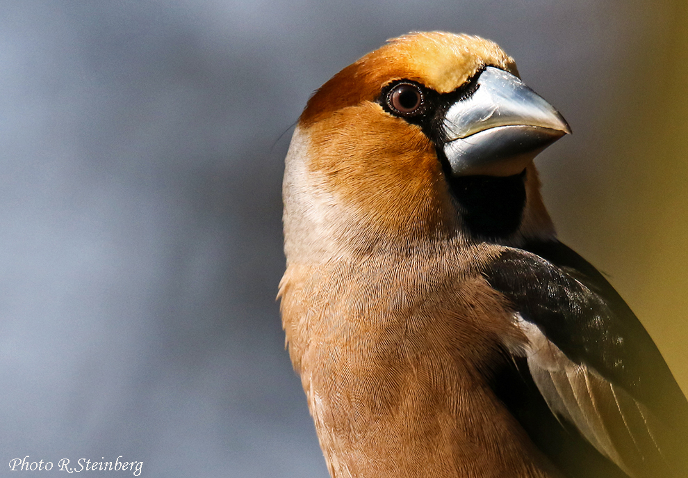 Kernbeisser (C. coccothraustes) III.