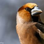 Kernbeisser (C. coccothraustes) III.