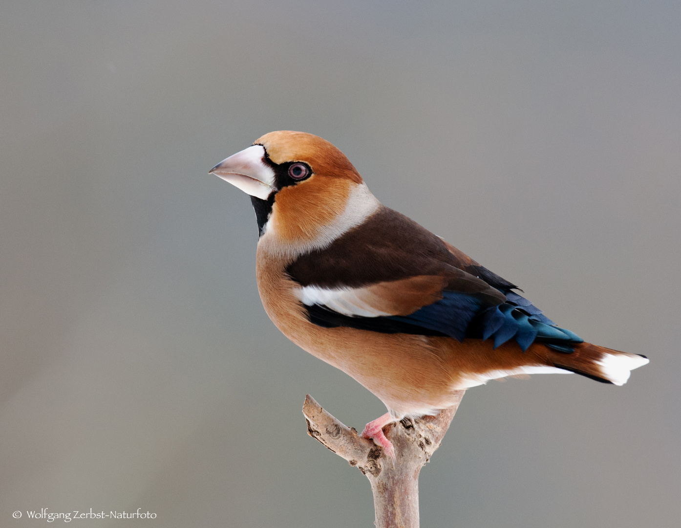 - KERNBEIßER -  ( Coccothrauses coccothraustes )