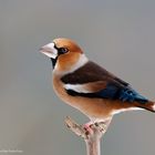 - KERNBEIßER -  ( Coccothrauses coccothraustes )