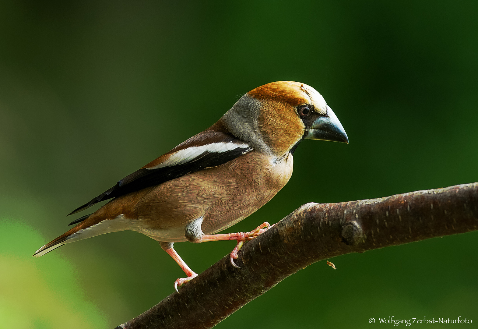  - KERNBEIßER -  (Coccothraustea coccothraustes )