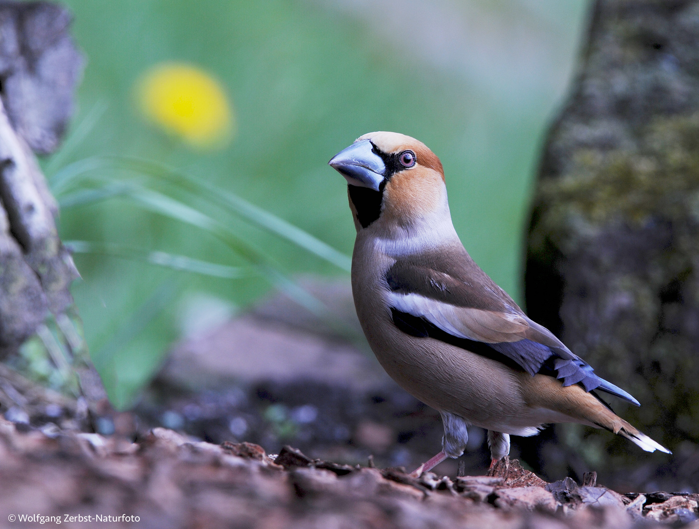 --- Kernbeißer  ---   ( Coccothraustes cocccothraustes )