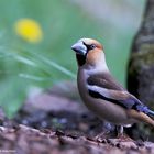 --- Kernbeißer  ---   ( Coccothraustes cocccothraustes )