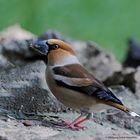 --- Kernbeißer ---  ( Coccothraustes coccothrauses )