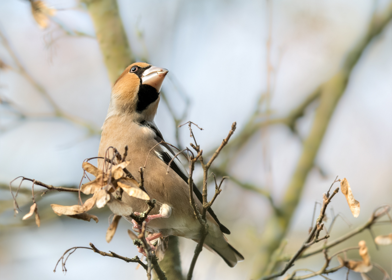 Kernbeißer (Coccothraustes coccothraustes) 