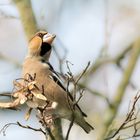 Kernbeißer (Coccothraustes coccothraustes) 