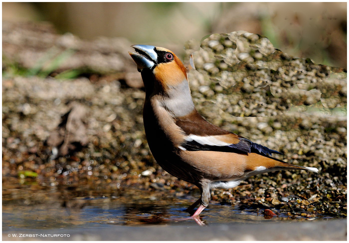 --- Kernbeißer --- ( Coccothraustes coccothraustes )