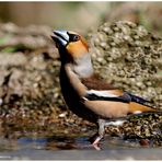 --- Kernbeißer --- ( Coccothraustes coccothraustes )