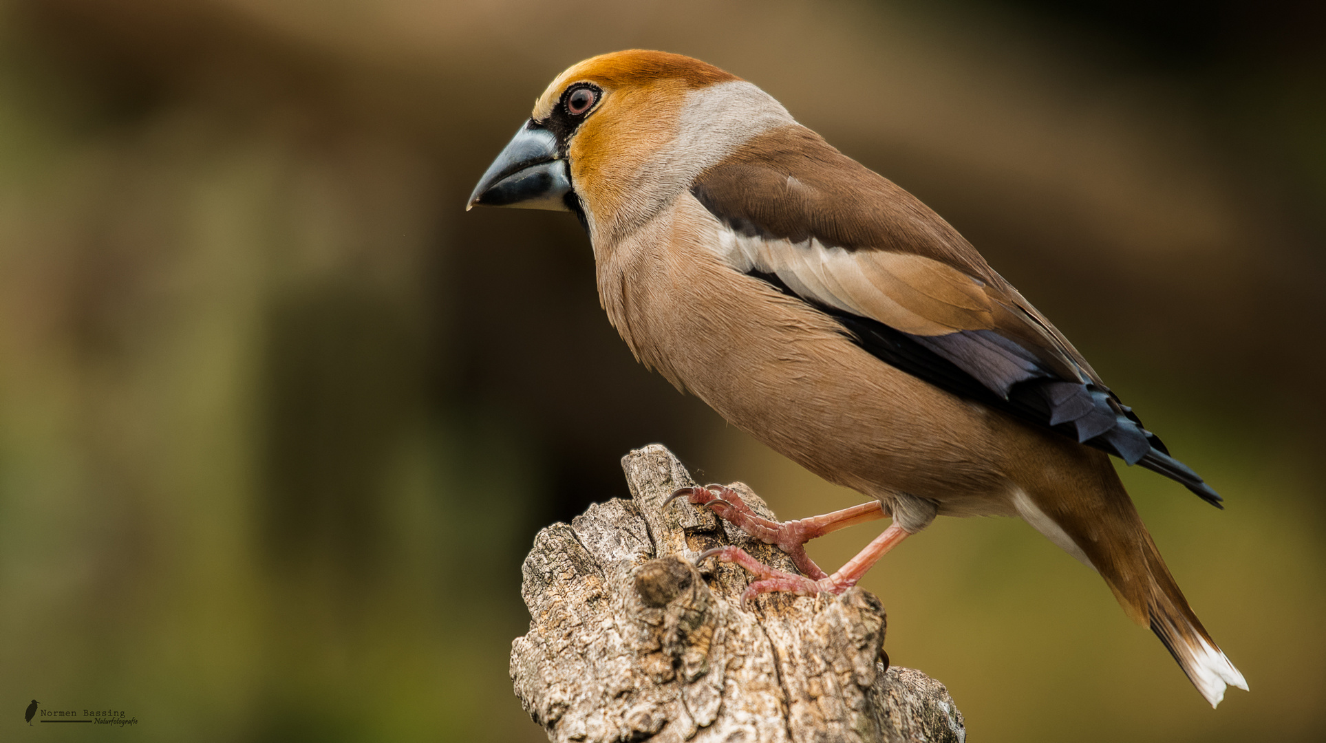 Kernbeisser ( Coccothraustes coccothraustes )