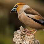 Kernbeisser ( Coccothraustes coccothraustes )