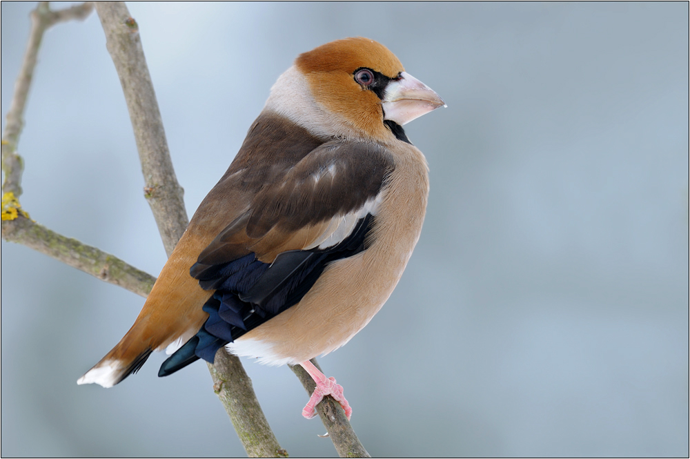 Kernbeißer (Coccothraustes coccothraustes)