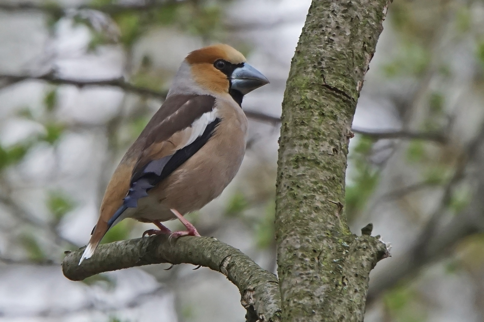 Kernbeisser (Coccothraustes coccothraustes)