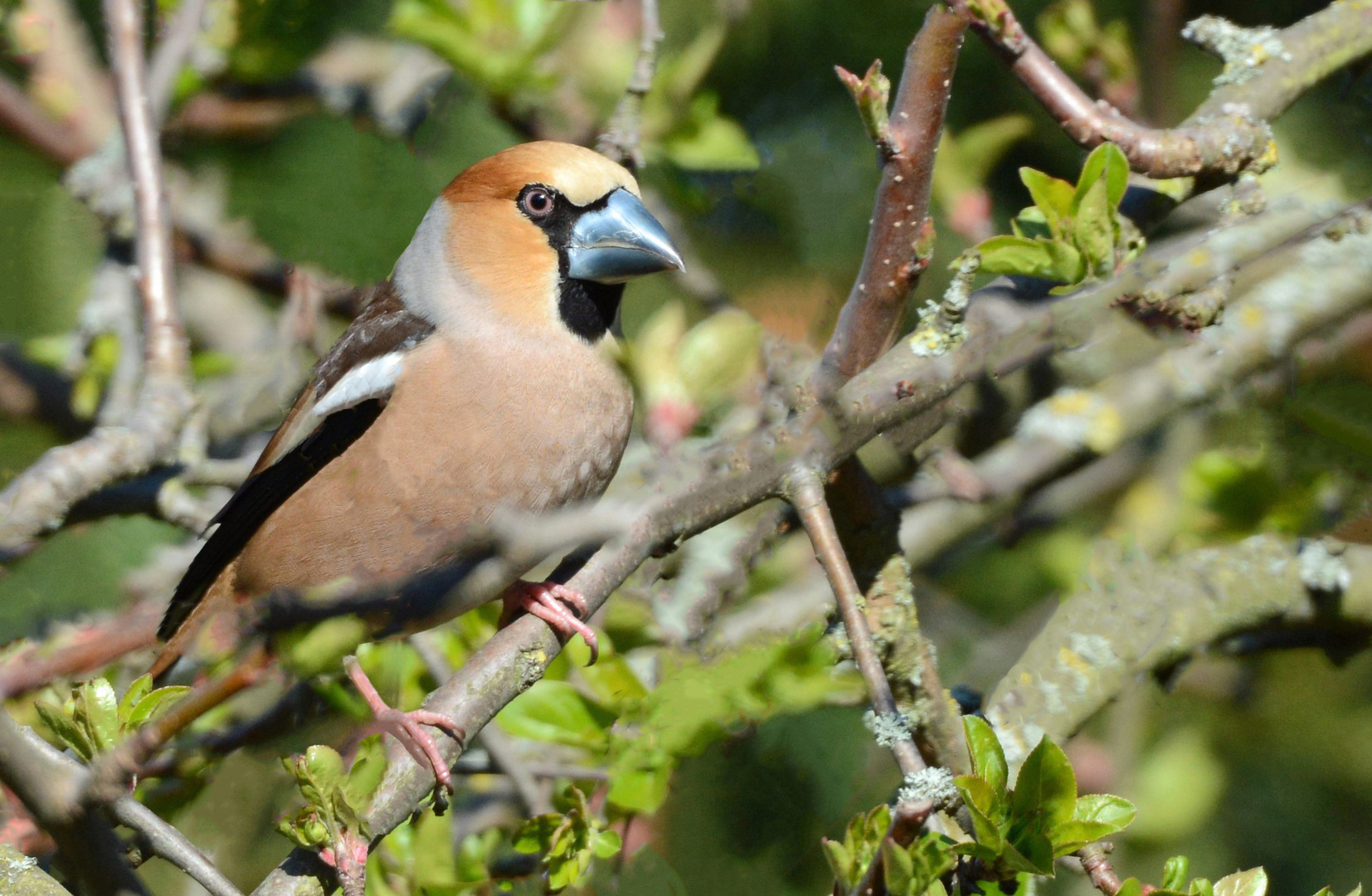 Kernbeißer (Coccothraustes coccothraustes)