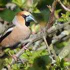 Kernbeißer (Coccothraustes coccothraustes)