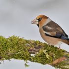 Kernbeißer (Coccothraustes coccothraustes)