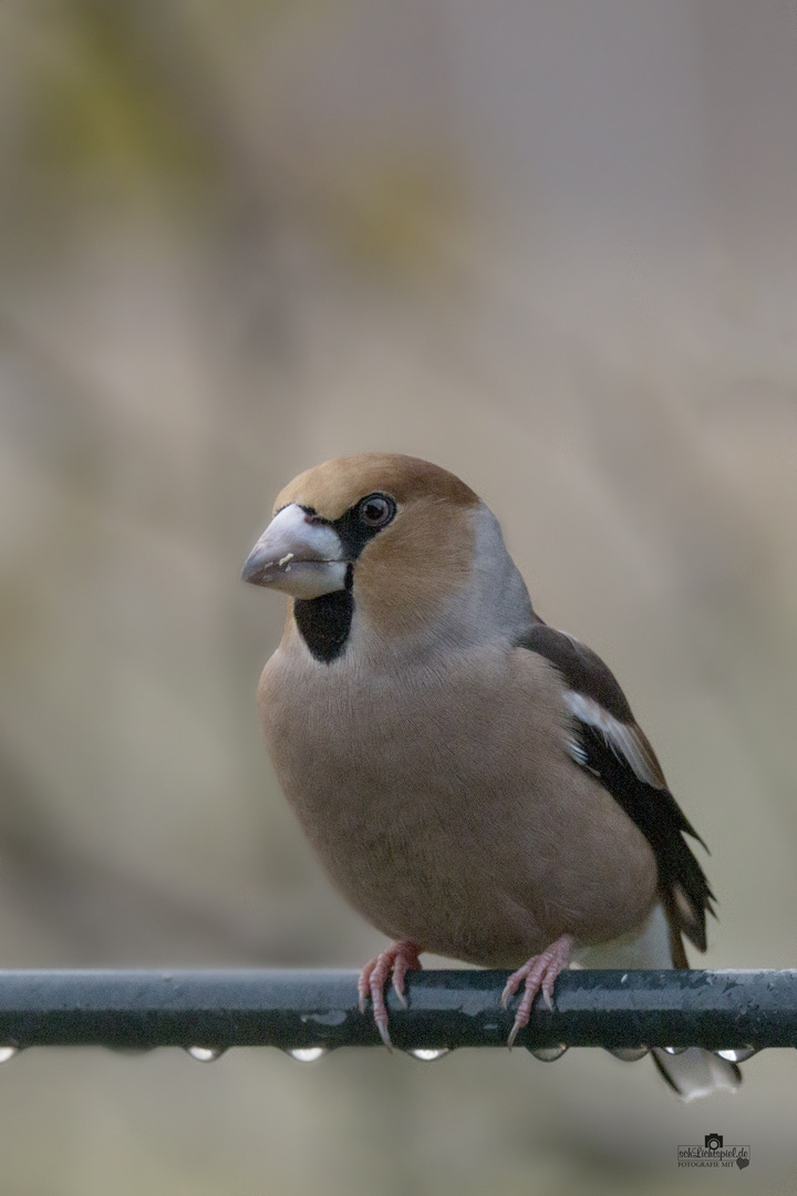 Kernbeißer - Coccothraustes coccothraustes