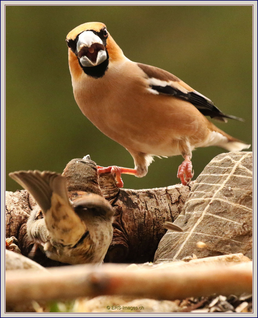 Kernbeißer (Coccothraustes coccothraustes), 2018-03-13 191 Dispute ©