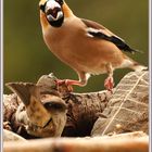 Kernbeißer (Coccothraustes coccothraustes), 2018-03-13 191 Dispute ©