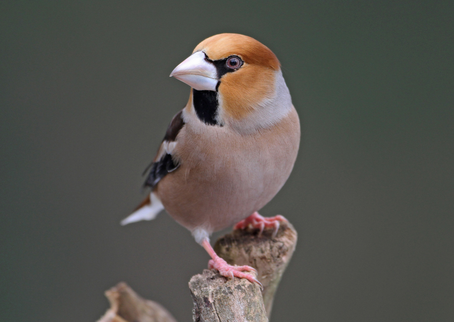 Kernbeißer (Coccothraustes coccothraustes)