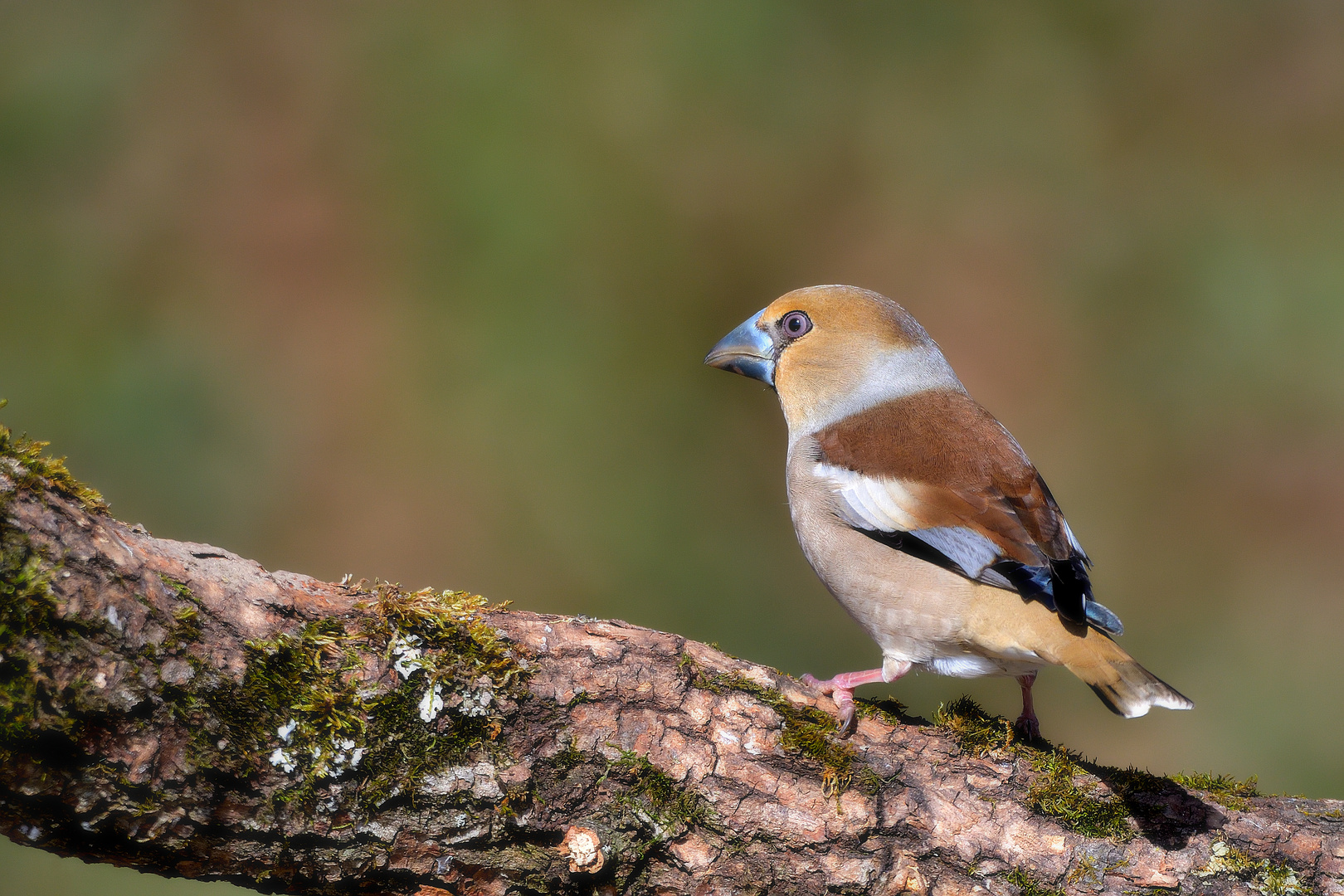 Kernbeißer (Coccothraustes coccothraustes)