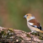 Kernbeißer (Coccothraustes coccothraustes)