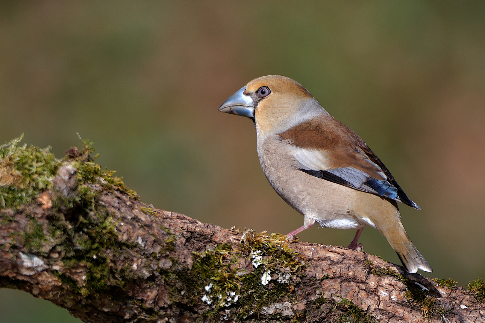 Kernbeißer (Coccothraustes coccothraustes)