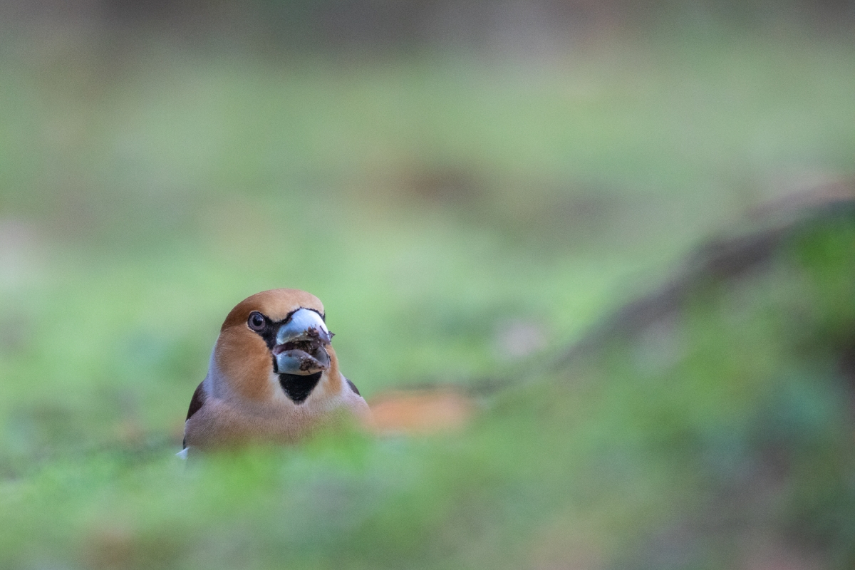 Kernbeißer (Coccothraustes coccothraustes)