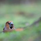 Kernbeißer (Coccothraustes coccothraustes)