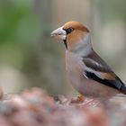 Kernbeißer (Coccothraustes coccothraustes)