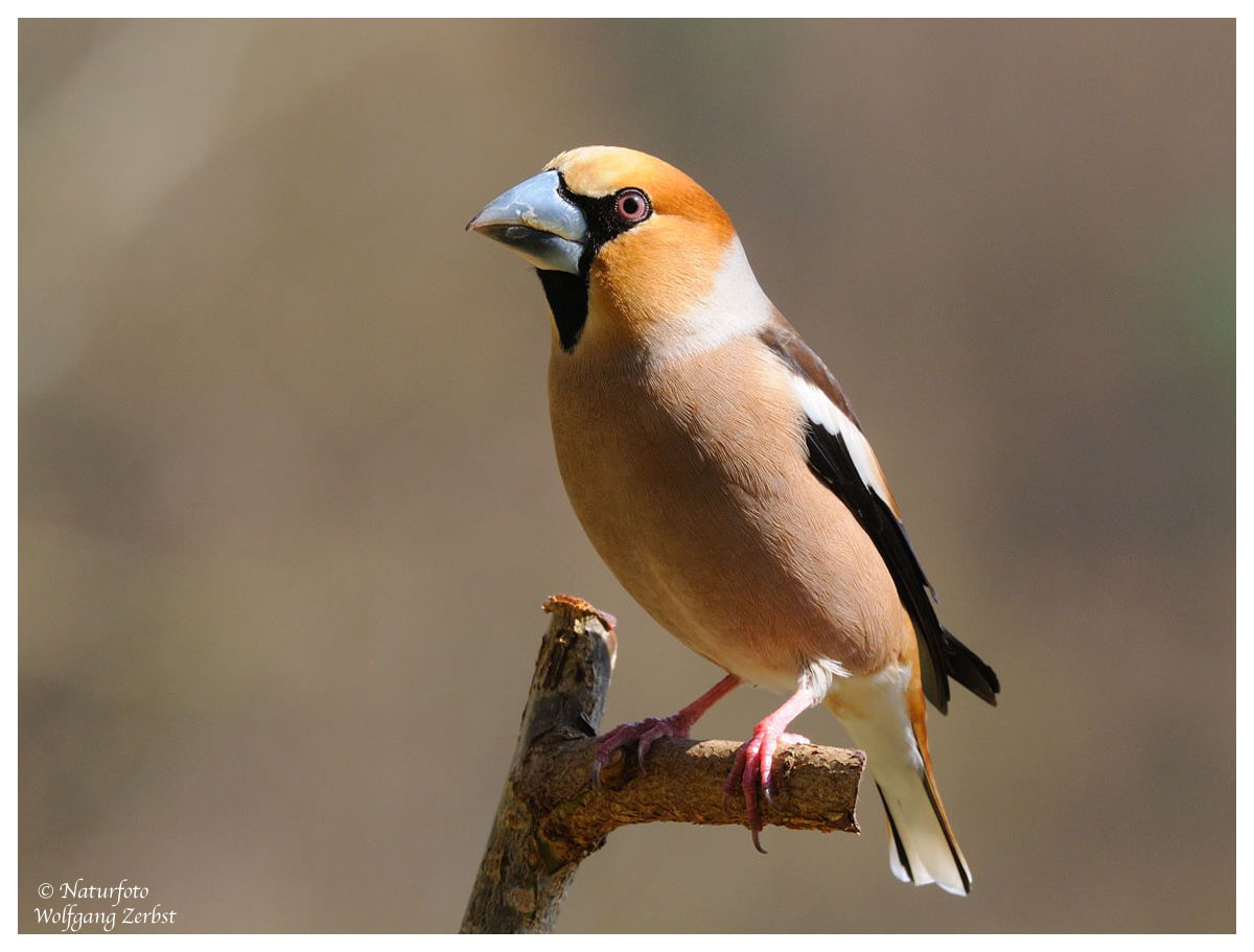 --- Kernbeißer ---- (Coccothraustes coccothraustes )