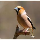 --- Kernbeißer ---- (Coccothraustes coccothraustes )